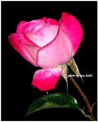 40eee5a2-za sve žene svijeta.jpg